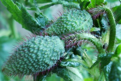08.05.2008 mohn.jpg