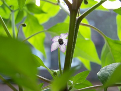 erste blüte.JPG
