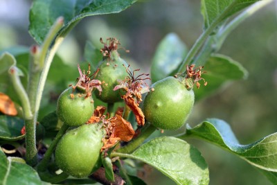 garten6.jpg