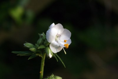 garten5.jpg