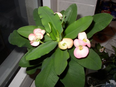 P1010346.JPG