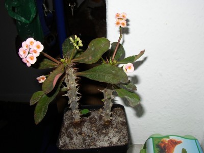 P1010345.JPG