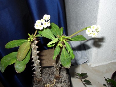 P1010342.JPG