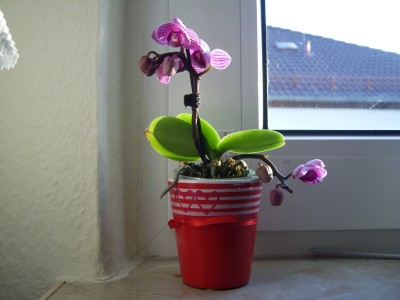 Mini-Phalaenopsis_2000x1500.JPG