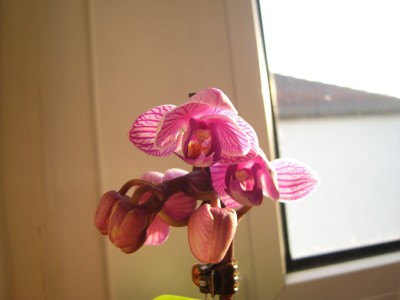 Mini-Phalaenopsis_(3)_2000x1500.JPG