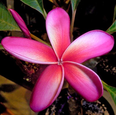 Plumeria.jpg