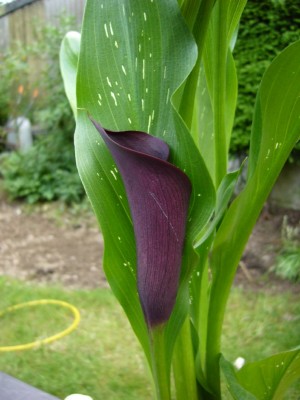 calla1.jpg