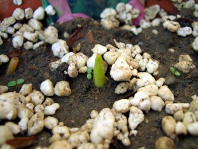 calla.jpg