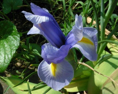 verm. reticulata w.jpg