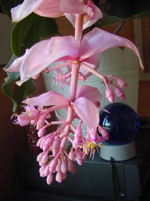 0508 Blüte.jpg