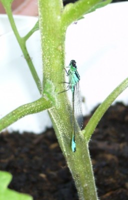 libellen 003.jpg