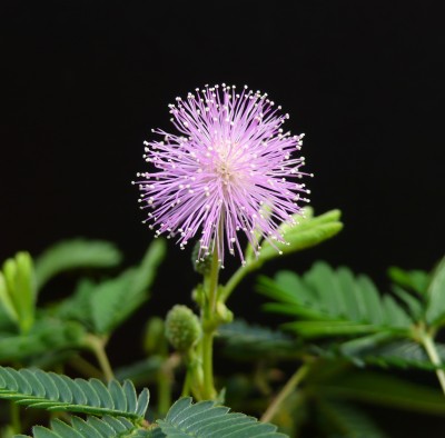 Mimose.jpg
