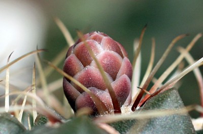 makro3.jpg