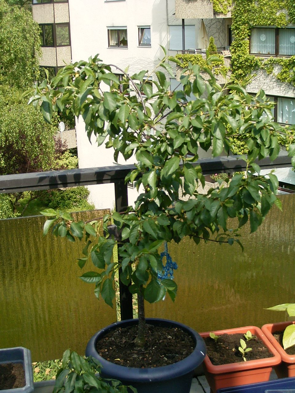 Normalen Baum auf Balkon halten · Samen & Anzucht & Vermehrung · GREEN24  Pflanzen & Garten Forum
