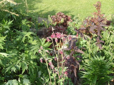 aquilegia heuchera  micrantha.JPG