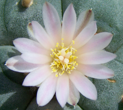 Lophoblüte_600_600_600_540.png