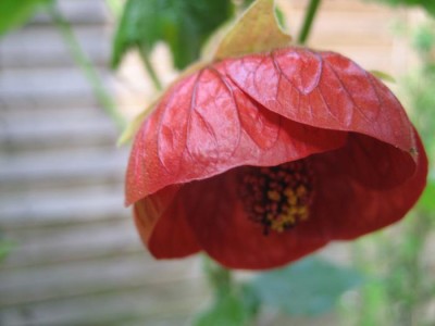 Abukreuzung Naibob x Gigant Pink Blüte.JPG
