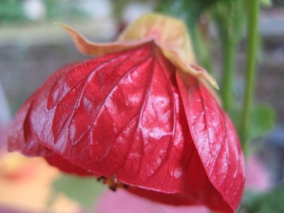 Abukreuzung Naibob x Gigant Pink Blüte1.JPG