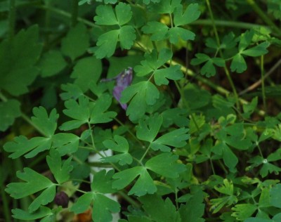 DSCF2951.JPG