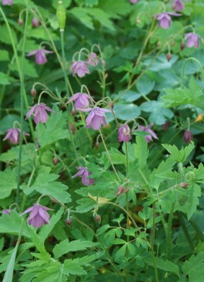 DSCF2948.JPG