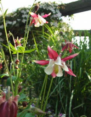 DSCF2953.JPG