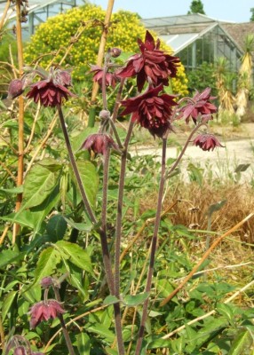 DSCF2943.JPG