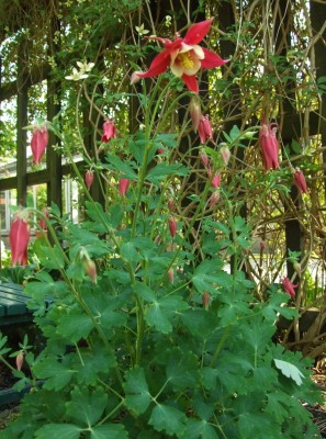 DSCF2954.JPG