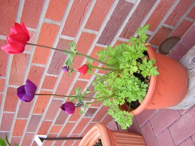 DSCN2754.JPG