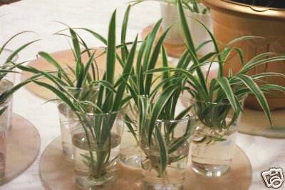 chlorophytum comosum variegatum2.jpg