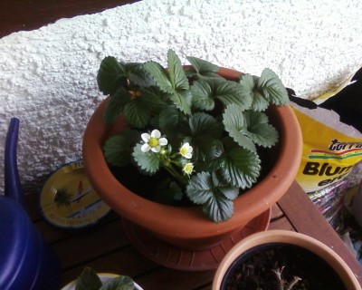 Erdbeeren1.jpg.jpg