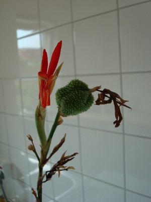 DSC01085.JPG