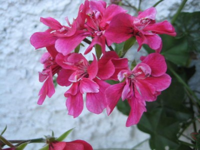 Img_2243.jpg