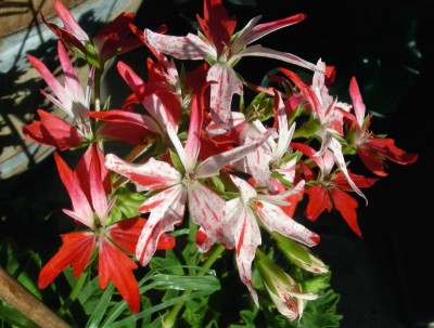 zweifarbige Pelargonie w.jpg