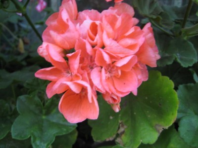 Img_2241.jpg