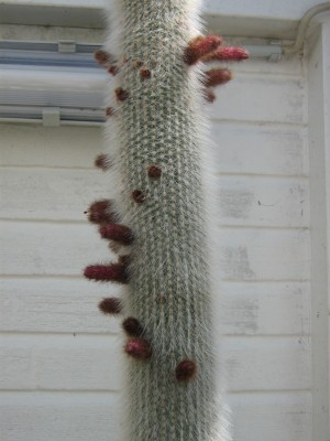 IMG_5634 Cleistocactus wendlandiorum.JPG