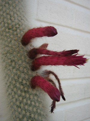 IMG_5628 Cleistocactus strausii.JPG