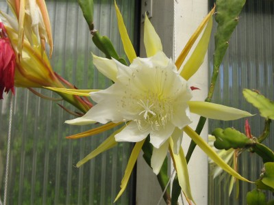 IMG_5624 Epiphyllum Yellow Star.JPG