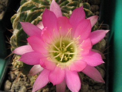 IMG_5621 Lobivia hastifera.JPG