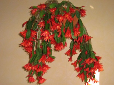 IMG_5608 Rhipsalidopsis.JPG