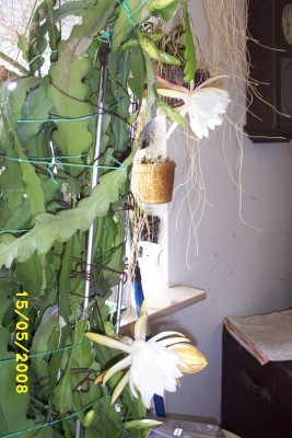 Green2_1353.JPG