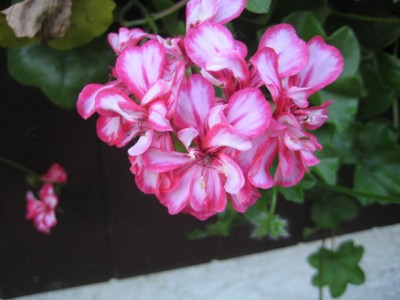 Img_2242.jpg