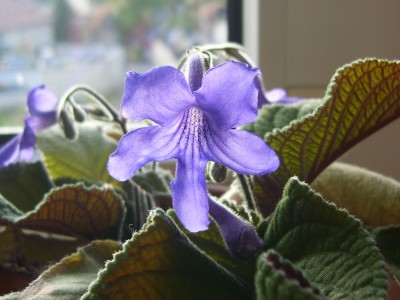 DSCI0004 - Kopie.JPG
