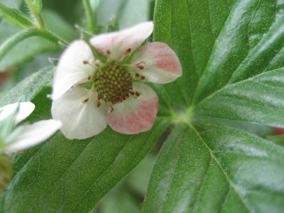 erdbeerblüte.JPG