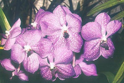 250px-Vanda-caerulea pink.jpg