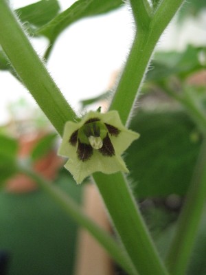 ananaskirschenblüte.JPG