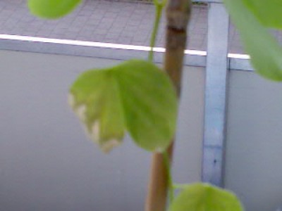 Pica 002.jpg