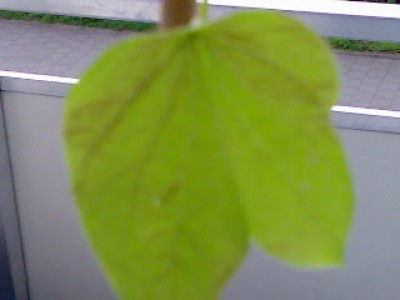Pica 001.jpg