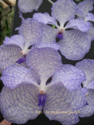 Vanda%20coerulea03.jpg