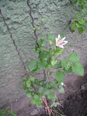Img_2271.jpg