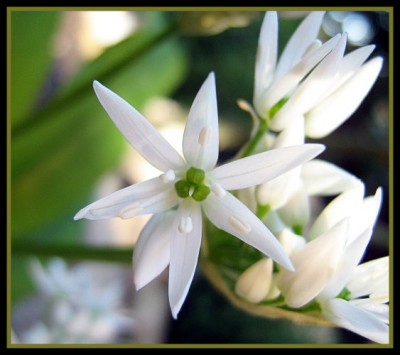 Bärlauchblüte.JPG